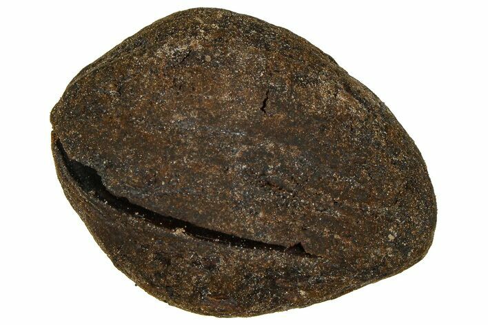 Pliocene Fossil Hickory Tree (Carya) Nut - France #365412
